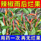 Zhonggu Nongkang (ZGNK) pepper special fungicide, agricultural disinfection and sterilization virus, anthrax disease, rolled leaf dead seedlings, rotten roots and rot fungicides, pepper pathogen cleaner 8 bags, the first choice for large growers