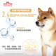 Royal Dog Food Shiba Inu Dog Food Food Pet Medium SIA26 Precio completo Alimento para perros de octubre-8 años 6.5 kg