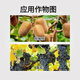 Zhaojiaguo clofenuron Xinruifeng Zhaojiaguo fruit-setting medicine for grapes special flower-preserving and fruit-preserving watermelon and kiwi fruit enlarging agent 1L (12 bottles 1 box)