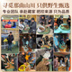 东仔【西藏那曲】野生冬虫夏草高海拔野生虫草断草滋补品礼盒送长辈 【西藏那曲野生】大号断草-全家滋补 5克（礼盒装）