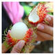 Rambutan seeds for all-season sowing, balcony potted plants and small yard planting, simple fruit and vegetable seeds collection. Rambutan seeds, original, selected high-quality seeds, one pack, about 10 seeds.