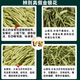 Honeysuckle Special Hand-chosen Honeysuckle with Fluffs can be matched with chrysanthemum and wolfberry soaked in water flower tea Honeysuckle 250g