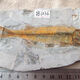2025 new Liaoxi natural wolf fin fish fossils placed in stone animals retro paleontology science popularization specimens DB1047 with bracket
