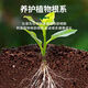 Powerful Rooting Powder Rapid Rooting and Seedling Strengthening Agent Rooting Powder Rapid Rooting Powerful Rooting Liquid Rooting Powder for Transplanting Rooting Powder 1Jin Jin is equal to 0.5kg, packed in 2 packs