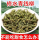 北京同仁堂500g青钱柳茶特级野生古树嫩芽无糖养生茶金钱柳绥宁青钱柳茶 [不能吃甜食养生茶]青钱柳500g一斤