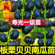Authentic Chestnut Flavor Real Beibei Pumpkin Seedlings with Soil for Four Seasons Potted Honey Old Pumpkins, Take 3 + 3 Trees (6 Plants in Total) (Grade A) Beibei Pumpkin Seedlings (Strong Seedlings)