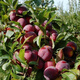Wholesale bee sugar plum seeds are delicious, sweet and sour, simple and easy to grow plum seeds, delicious and good bee sugar plum seeds (new species), selected mixed colors, half a pack of about 2 seeds