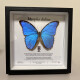 Insect Valley Big Blue Flash Butterfly Butterfly Muestra Frame Frame Butterfly Art Frame Real Butterfly Friends Holiday Gift Collection No. 1098