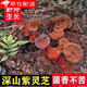 Beijing Tongrentang Deep Mountain Ganoderma lucidum purple Ganoderma lucidum wild not bitter pruning with spore powder natural semi-wild Ganoderma lucidum slices dry goods 510g + 2g (whole Ganoderma lucidum) [4-8 medium and large flowers]