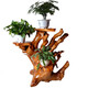 Registro de registro de la raíz Raíz del árbol del árbol Natural Sala de estar Multi-capa Rack Bonsai Rack Fish Fish Wood Base Base 16852
