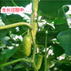 Mini fruit cucumber seeds, heat-resistant and high-yield, spring and summer small cucumber seeds, four-season balcony potted vegetable seeds, 10 thornless fruit cucumber seedlings