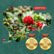 Fudonghai Panax notoginseng Powder Official Yunnan Authentic Wenshan Special Cresp 37 Pureed Pure Puree Tian Qitou Ultrafine Powde Tea Tea Water 250G/CAN