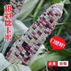 National Approval Super Sweet Colorful Waxy Corn Seeds Flowery Waxy Corn Seeds Colorful Cloud Sweet Waxy Corn Farmers High Yield National Approval Colorful Waxy Corn Seeds 2 Packs About 100 Grains