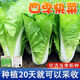 Four seasons fast vegetable seeds, creamy cabbage seeds, spring and summer water cabbage, four seasons courtyard balcony potted vegetable seeds, four seasons creamy fast vegetable seeds (no insects, no pesticides) Event Buy 3 bags + 2 bags 12555 grains + fertilizer