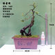 Sichuan golden marble grafting ripe pile Chongqing old pile fruit mother pile bonsai tree stump golden egg blood red fruit gourd fruit No. 1047 grafting 5 blood red fruit Delivery with pots Good for planting with pots