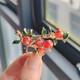 Shishi Ruyi Chinese style brooch high-end fashion anti-exposure fruit and plant corsage collar pin coat pin Shishi Ruyi