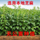 【1098人好评】黑芝麻小磨香油 芝麻 油 农家自榨河南特产大瓶新/ 2.5升农家石磨黑芝麻香油【新包