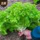 Beishu lettuce seeds, four-season home planting vegetable seeds, balcony planting, Zhuo Crisp glass lettuce seeds, about 2,000 pieces