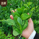 Beishu Pea Tip Seeds Needless Pea Sprouts Large Leaf Spring Four Seasons Rapeseed Needless Pea Tip Seeds 100g
