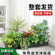 Yonghuan simulated green plant flower tank landscaping partition combination flower box fake plant interior window drop landscaping decoration A5012 yellow edge banana leaves + 3 fork lily bamboo white edge