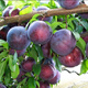 Wholesale bee sugar plum seeds are delicious, sweet and sour, simple and easy to grow plum seeds, delicious and good bee sugar plum seeds (new species), selected mixed colors, half a pack of about 2 seeds