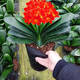 Four Seasons Clivia potted plant with buds, old seedlings, large and small seedlings, flower plants, indoor flowers and green plants, round-headed monks, Chinese red 9-11 leaves, flowering in the current year, 5 years old seedlings