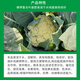 Byward Potassium Dihydrogen Phosphate Potassium Fertilizer Phosphate Fertilizer Compound Fertilizer Flower Fertilizer Water-soluble Fertilizer Plant Flowers 1kg+Candy Watering Can