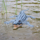 Télécommande Crocodile Simulate Charging Water Play Machine Machine Modèle de poisson Le requin peut être lancé à télécommande à distance de bateau contrôlé à distance