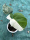 Белый монстр Monstera Yin-Yang Белый черепаховый зеленый растение горячее растение горячее растение Jinhua Plant Internet Plain Leaf Leaf Doszlant Один из них один выстрел № 187 3884 Листья Инь-Ян Петли Старые листья разбиты, горшок
