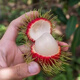 Rambutan seeds for all-season sowing, balcony potted plants and small yard planting, simple fruit and vegetable seeds collection. Rambutan seeds, original, selected high-quality seeds, one pack, about 10 seeds.
