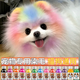 Teddy special dog hair dye pet dye puppy hair dye cream dog hair decontamination powder hair dye dye cream pet special research golden yellow upgraded version 3.0
