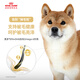 Royal Dog Food Shiba Inu Dog Food Food Pet Medium SIA26 Precio completo Alimento para perros de octubre-8 años 6.5 kg