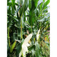 Early maturing short-stemmed white sweet and waxy white corn seeds in the field for sowing in all seasons with big sticks for fresh corn in spring and autumn Jinnuo 1915 600 grains