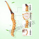 
Beijing Tongrentang Fresh Cordyceps sinensis Fresh Cordyceps Head Period Cordyceps Gift Goods Flagship Nutrition Camp 2025 First Fresh Cordyceps 0.6g/root 10