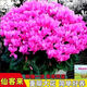 Large flower Cyclamen seeds Cyclamen potted seeds New Year's Eve plants flowers balcony can be potted to bloom in all seasons Cyclamen seeds national red BVD263 new seeds 1 pack of about 105 seeds Song Song