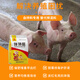 Bantewang pig day length substitutes premixed fattening and weight gain king mixed feed additives to fatten pigs and promote growth. One bag __ 2.5 kg