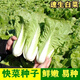Four seasons fast vegetable seeds, creamy cabbage seeds, spring and summer water cabbage, four seasons courtyard balcony potted vegetable seeds, four seasons creamy fast vegetable seeds (no insects, no pesticides) Event Buy 3 bags + 2 bags 12555 grains + fertilizer
