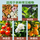 Jingyi Jingyi Fermented plant ash special fertilizer for vegetable cultivation Farmhouse flower fertilizer Rice husk charcoal wholesale nutrient soil vegetable soil 50Jin Jin is equal to 0.5 kg General farmhouse plant ash potassium fertilizer for fruits, vegetables, flowers and plants