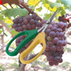 Nufeng Grape Special Scissors Stainless Steel Upturned Head Gardening Scissors Vegetables and Fruits Thin Fruit Pruning Flower Branches Pepper Picking Fruit Orange Picking 3 Upturned Head Grape Scissors