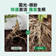 Guoguang Root Promoting Rapid Rooting Liquid Powder Seedlings Flower Cuttings Transplanting Indotenyl Acetic Acid Guoguang Genpan 200ml*20 Bottles