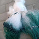 White silk three-layer sunken net, sticky net, green silk net, 100 meters fishing net, crucian carp, carp fishing hanging net, reservoir net, silver carp, 1.5 meters high, 2 fingers, white silk three-layer sunken net, 50 meters long