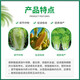 Guoguang Youlehong 8% corn and cabbage cytokinin-enhancing chlorophyll pesticide plant growth regulator 500ml (5 bottles)