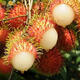 Rambutan seeds for all-season sowing, balcony potted plants and small yard planting, simple fruit and vegetable seeds collection. Rambutan seeds, original, selected high-quality seeds, one pack, about 10 seeds.