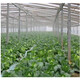 Yixiang white plastic film transparent thickened greenhouse film breeding film plastic cloth plastic paper agricultural film whole roll drip-free film thick 8 wires wide 10 meters * 120 meters long