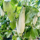 Beishu, honeydew melon seed seedlings, early maturing, crispy and fragrant melon fruit seeds, about 200 seeds of honeydew melon