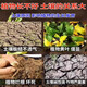 Soil Activator Black Water Fertilizer Improves Hardening and Loosening No Deep Plowing Vegetable Garden Soil Loosening Artifact 1 Bag of Soil Refiner
