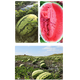 Khaki Selenium Sand Large Melon Seeds Oval Flower Skin Seed Lazy Man Watermelon Seeds Fusarium Wilt Resistance Resistant to Repeated Cropping Selenium Sand Large Melon 70g Canned