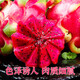 Jindu No. 1 Red Heart Pitaya, Mibao Fresh Honey, Pregnant Women’s Treasure, Red Meat, Seasonal Fruit, Red Dragon Fruit, Large Fruit, 3 pieces, single fruit starting from 200g