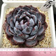 威廉王子肉肉多肉植物小盆栽绿植花卉锦一物一拍 a679