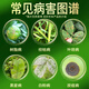 Hulian Plant Protection Star 40% difenoconazole potassium sit-down fruit tree vegetable black leaf spot resin anthracnose pesticide fungicide